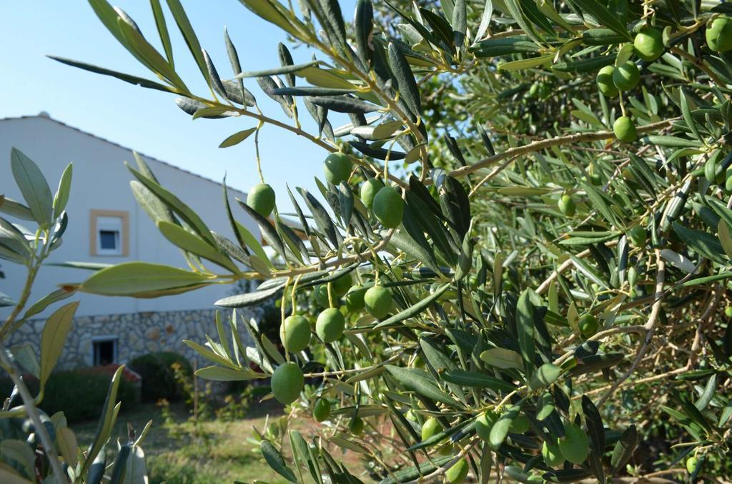 Apartments Krusvina Lun (Pag) Exterior foto